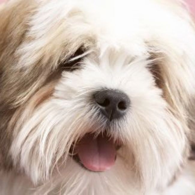 Peluquería canina en Getafe