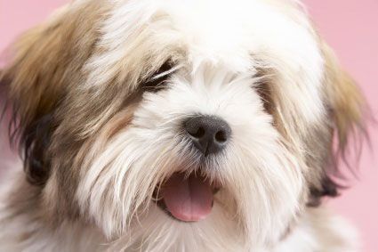 Peluquería canina en Getafe